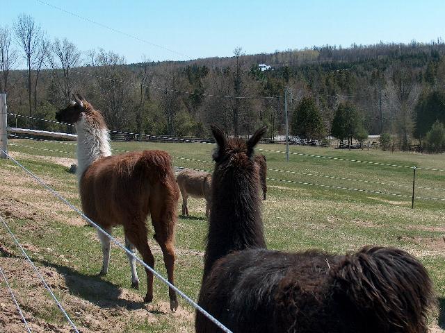 Lama Picture 1